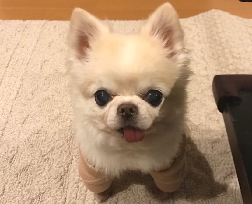 中村ゆりさんが飼うチワワの画像